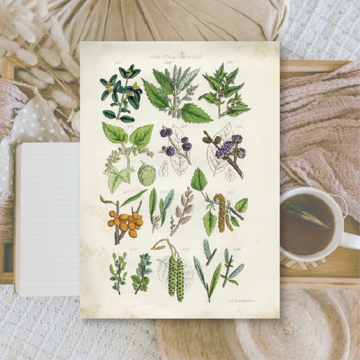 Botanicals II A6 Scrapbook Paper Pack