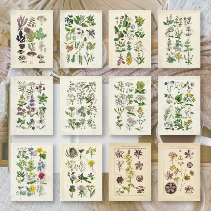 Botanicals II A6 Scrapbook Paper Pack